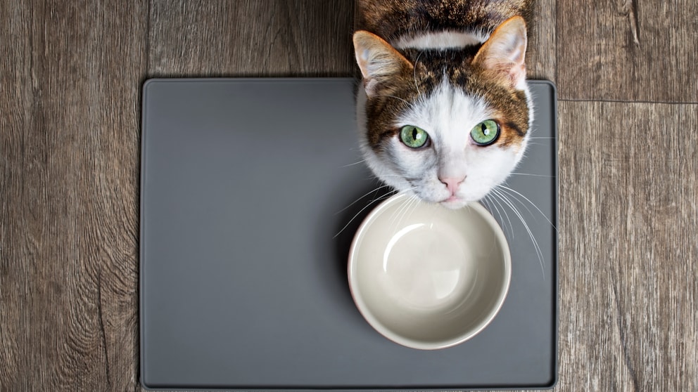 Eine Katze sitzt vor einem leeren Napf