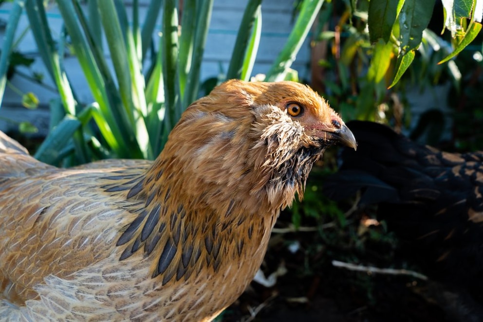Ameraucana chicken portrait
