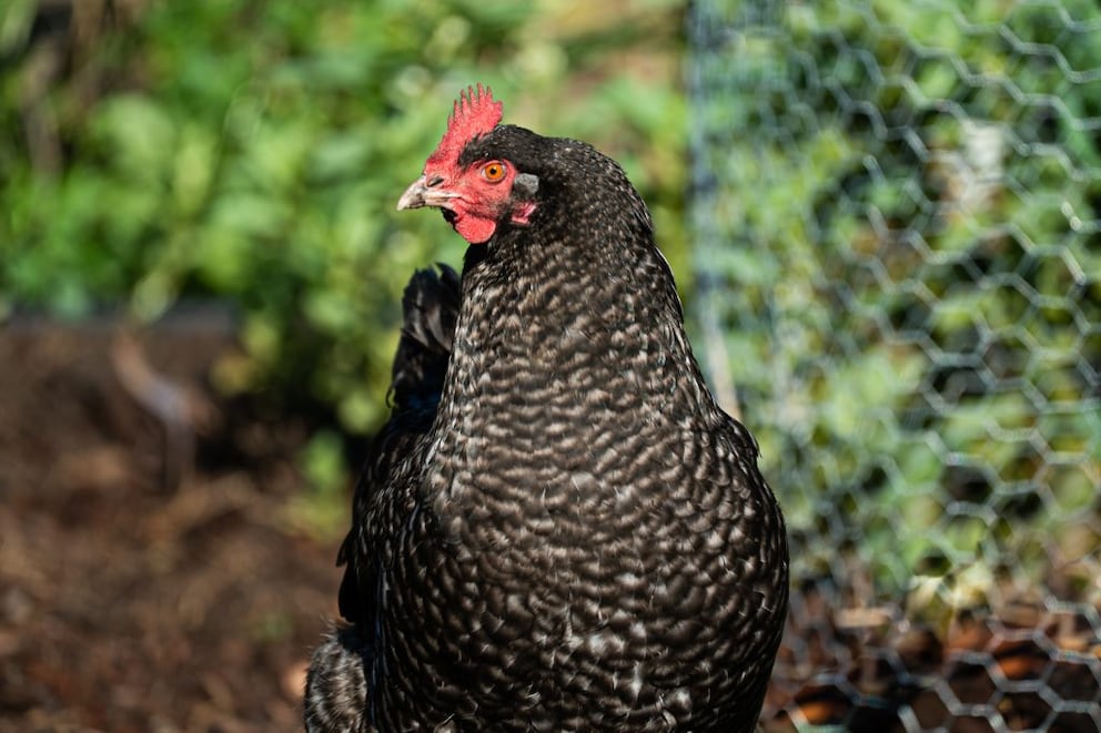 French chicken breed Maran in frontal view