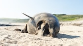 Ein toter Delfin am Strand