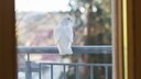 Vor allem in dicht besiedelten Gebieten kann es schnell passieren, dass ein Vogel gegen die Scheibe fliegt