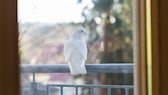 Vor allem in dicht besiedelten Gebieten kann es schnell passieren, dass ein Vogel gegen die Scheibe fliegt