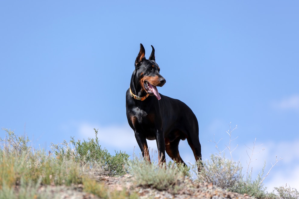 Der Dobermann gehört zu den größten Hunderassen überhaupt, hat aber trotzdem ein elegantes und filigranes Erscheinungsbild