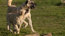 Kangal Hündin mit Jungtier beim Laufen über eine Wiese