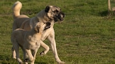 Kangal Hündin mit Jungtier beim Laufen über eine Wiese