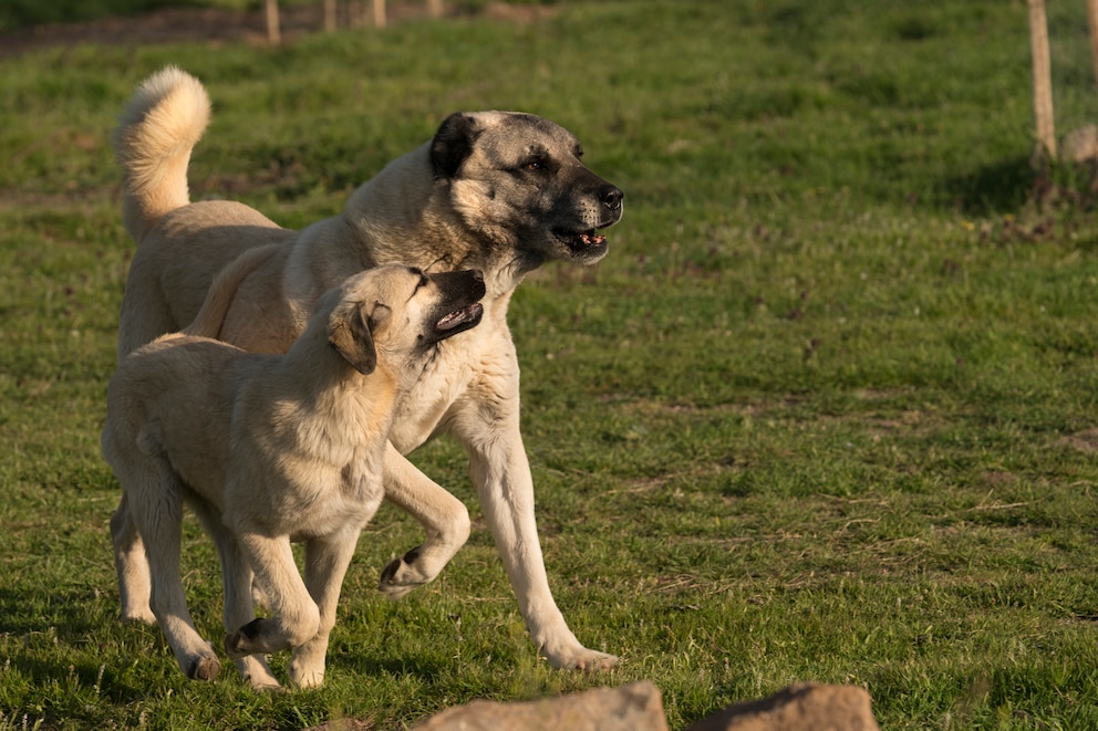Kangal H&uuml;ndin mit Jungtier beim Laufen &uuml;ber eine Wiese