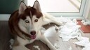Husky zerrei&szlig;t Taschent&uuml;cher in Wohnung