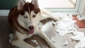 Husky zerreißt Taschentücher in Wohnung