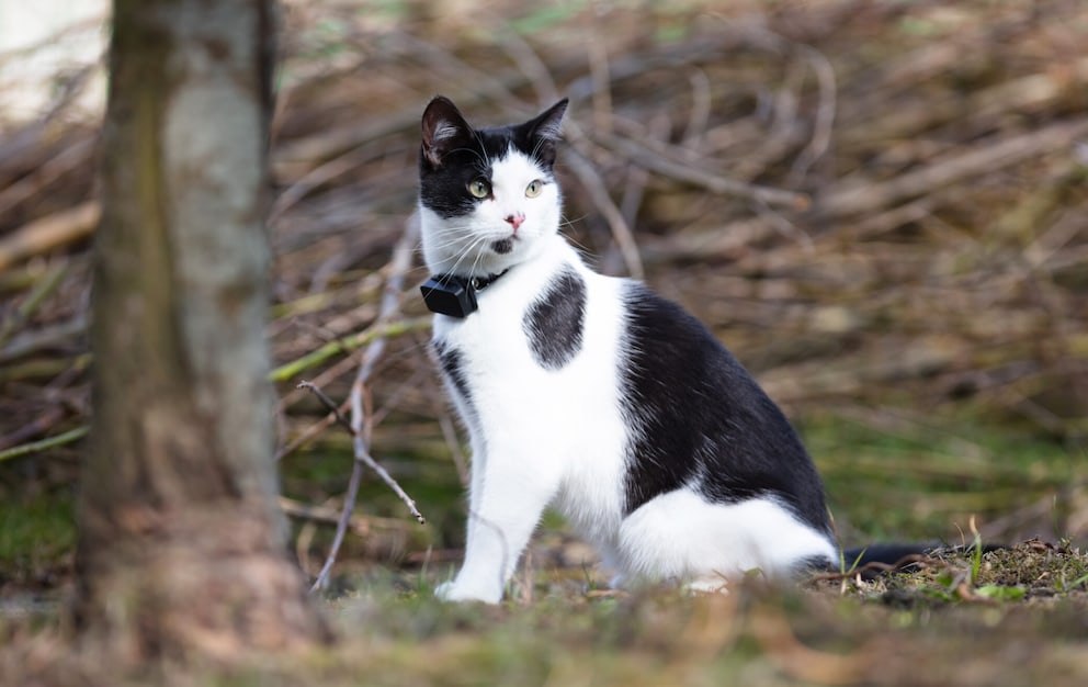 Tractive Ikati Katzen GPS Tracker - Weiß online kaufen