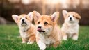 Drei Corgi-Welpen laufen über die Wiese