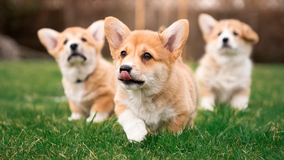 Drei Corgi-Welpen laufen über die Wiese