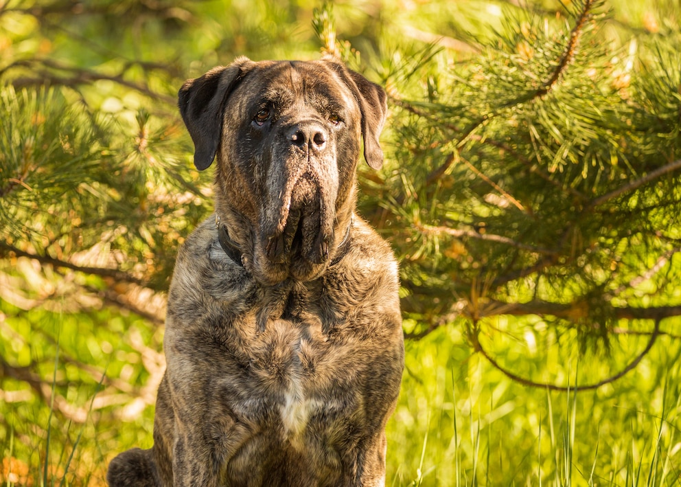 Rein optisch wirkt der Mastiff auf die Meisten respekteinflößend und imposant, doch ihn bringt so leicht nichts aus der Fassung  