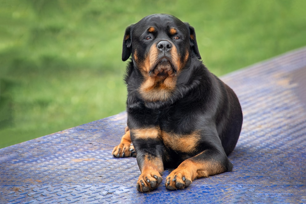 Rottweiler gelten als sehr selbstbewusst und leistungsfähig und werden deshalb gerne als Polizeihunde eingesetzt. 