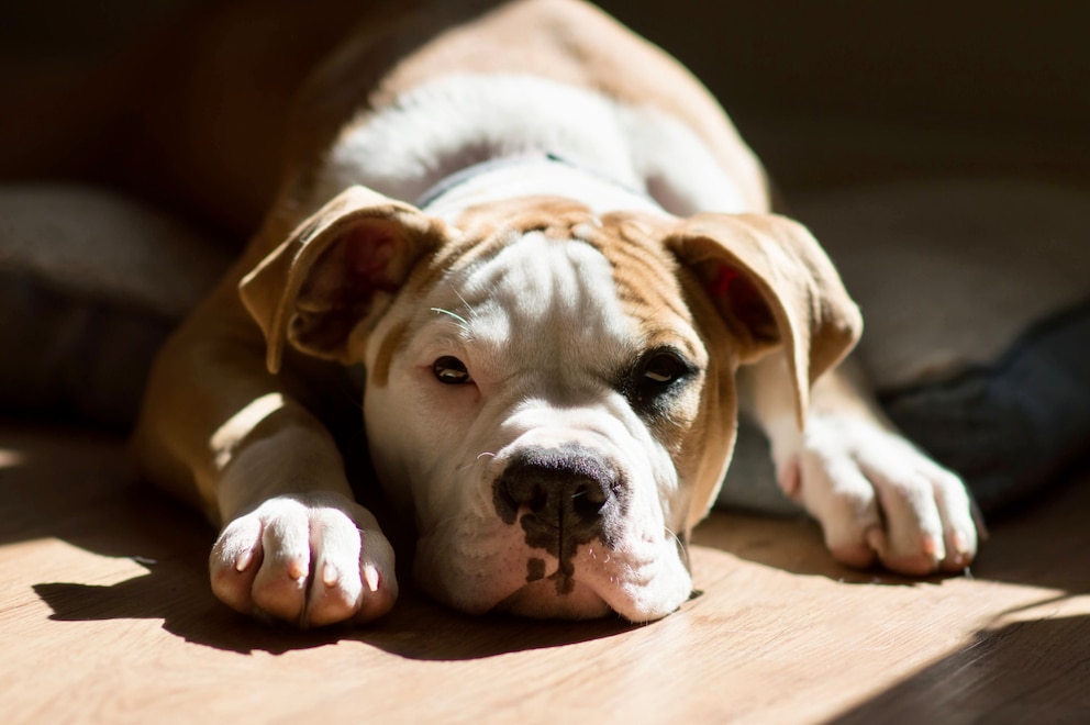 Eine junge Amerikanische Bulldogge liegt entspannt in einem 