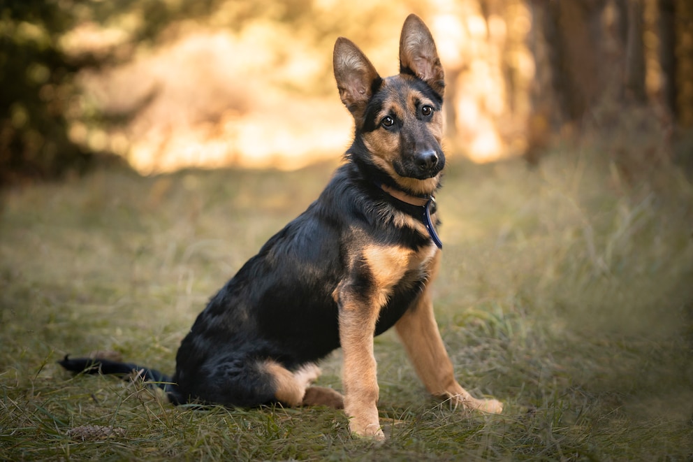 Der Deutsche Schäferhund ist eine der beliebtesten Hunderassen der Welt 