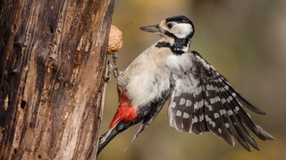 Nahaufnahme vom Buntspecht (Dendrocopos major) beim Klopfen gegen einen Baumstamm