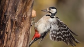 Nahaufnahme vom Buntspecht (Dendrocopos major) beim Klopfen gegen einen Baumstamm