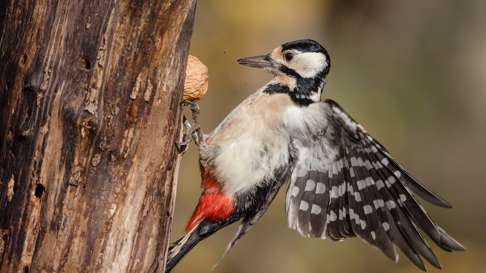 Nahaufnahme vom Buntspecht (Dendrocopos major) beim Klopfen gegen einen Baumstamm