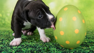 Schwarzweißer Welpe eines American Staffordshire Terriers leckt an einem großen Osterei