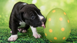 Schwarzweißer Welpe eines American Staffordshire Terriers leckt an einem großen Osterei