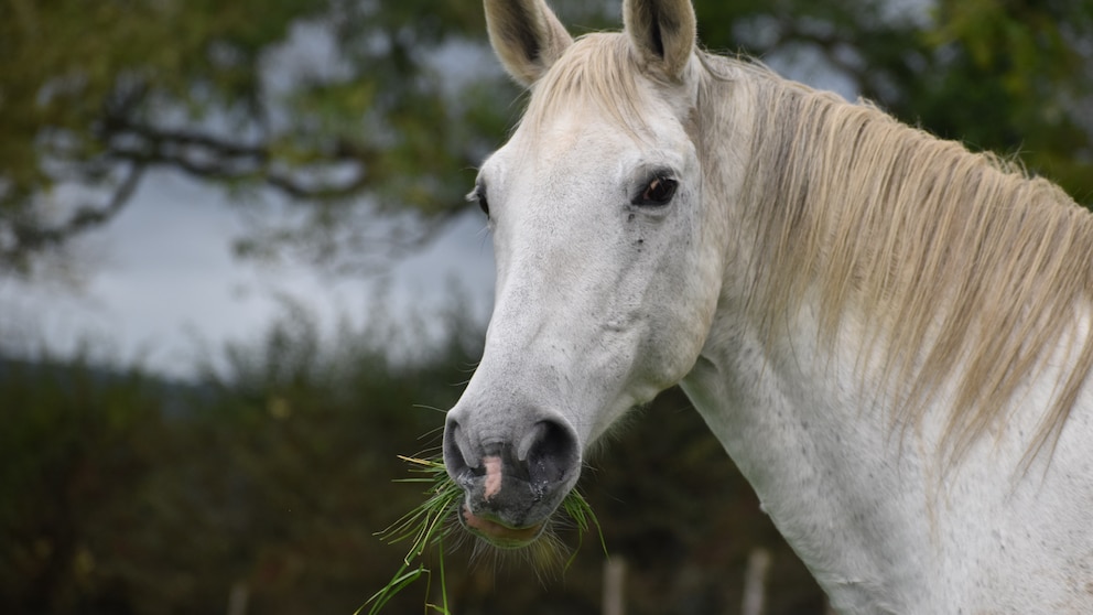 Pferde mit weißem Fell erkranken häufig am sogenannten Schimmelmelanom