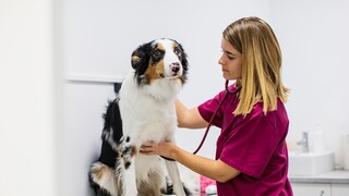 Hund in der Klinik