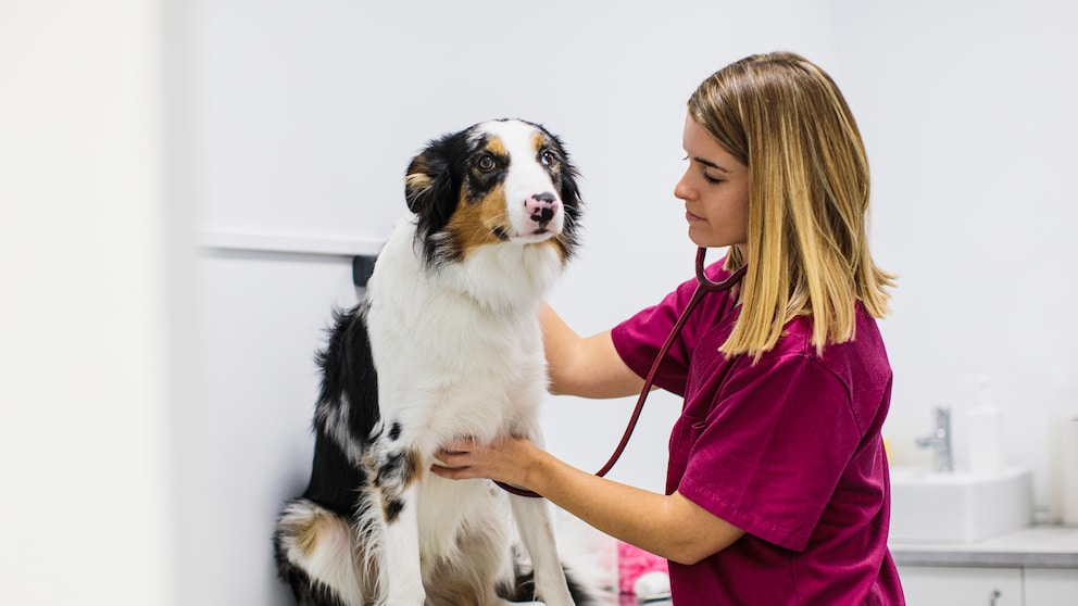 Hund in der Klinik
