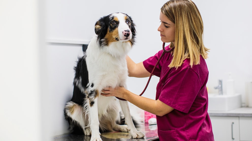 Hund in der Klinik