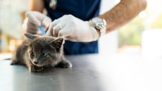 Junge Katze wird beim Tierarzt geimpft