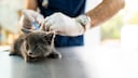 Junge Katze wird beim Tierarzt geimpft