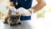 Junge Katze wird beim Tierarzt geimpft