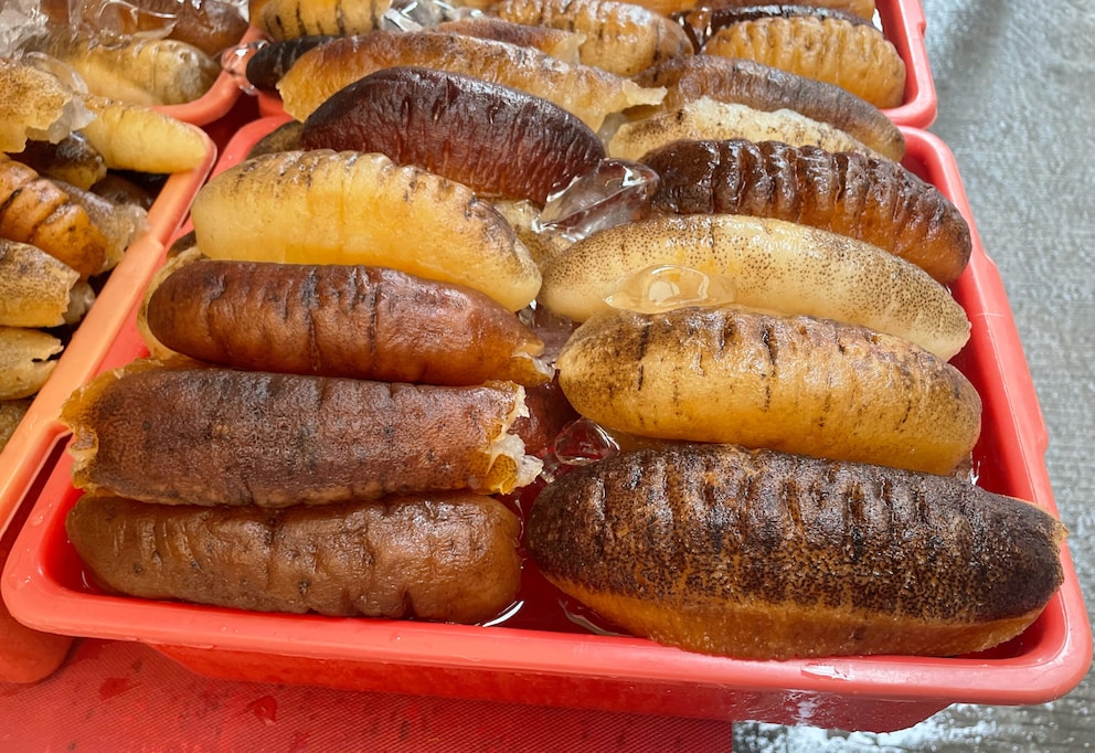 600 Kilogramm Seegurken in Japan gewildert Haftstrafe droht