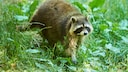 Waschbär (Procyon lotor) auf einer Wiese in Bayern