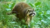 Waschbär (Procyon lotor) auf einer Wiese in Bayern