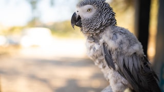 Verliert der Vogel seine Federn, wie dieser Graupapagei, muss das nicht zwingend auf eine Erkrankung zurückgehen, sondern kann auch der Mauser geschuldet sein (Symbolbild)