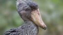 Porträt-Aufnahme vom Schuhschnabel Balaeniceps rex