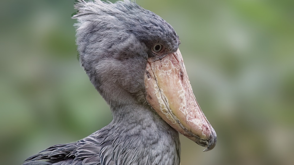 Porträt-Aufnahme vom Schuhschnabel Balaeniceps rex