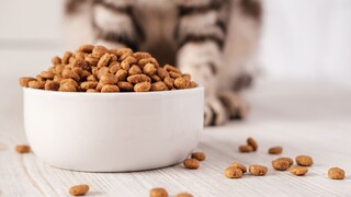 Stiftung Warentest hat Trockenfutter für Katzen getestet