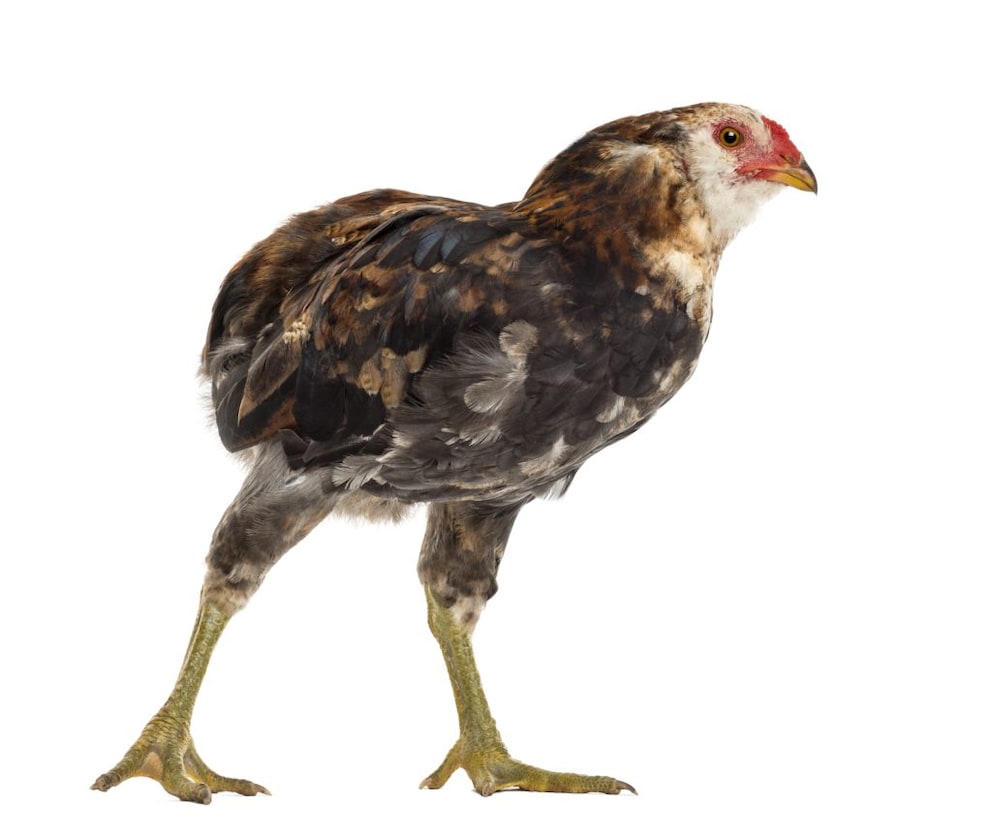Young Araucana chicken (5 months old), running
