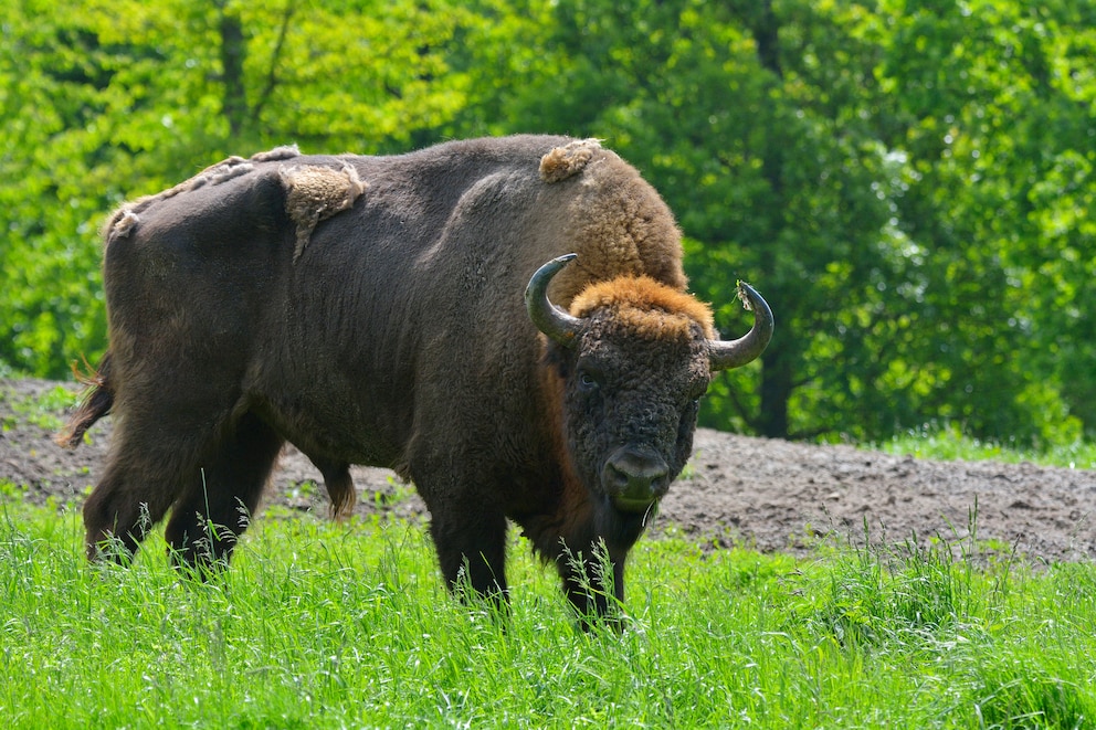 Die Wisente gelten als die etwas kleineren europäischen Vettern der amerikanischen Bisons.