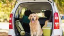 Mit dem Hund in den Urlaub? Um keine bösen Überraschungen zu erleben, sollte die Reise vorab gut geplant sein ...