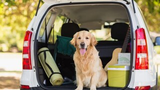 Mit dem Hund in den Urlaub? Um keine bösen Überraschungen zu erleben, sollte die Reise vorab gut geplant sein ...