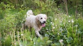 Golden Retriever im hohen Gras