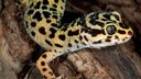Ein Leopardgecko sitzt auf einem Ast