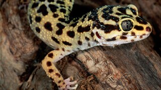 Ein Leopardgecko sitzt auf einem Ast