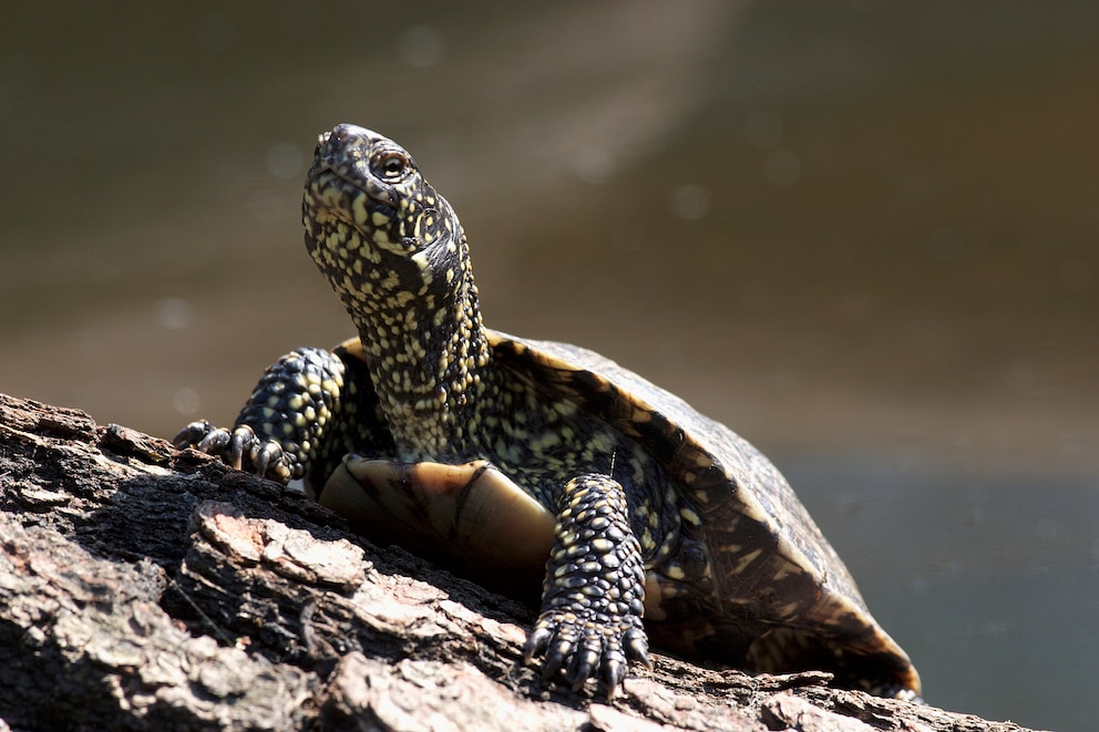 Die Europäische Sumpfschildkröte ist die einzige Schildkrötenart, die in Deutschland natürlich vorkommt.