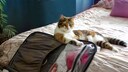 Katze lehnt auf einem Koffer und guckt böse, weil sie nicht mit in den Urlaub darf