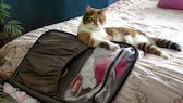 Katze lehnt auf einem Koffer und guckt böse, weil sie nicht mit in den Urlaub darf