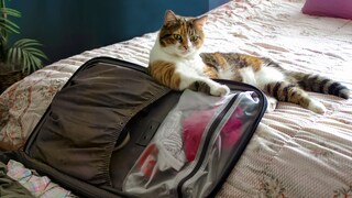 Katze lehnt auf einem Koffer und guckt böse, weil sie nicht mit in den Urlaub darf