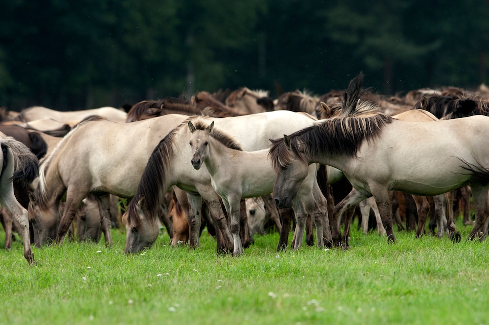 Herde von Dülmener Wildpferden im Merfelder Bruch